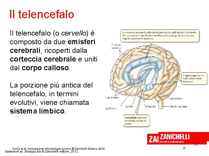 Il telencefalo (o cervello) è composto da due emisferi cerebrali, ricoperti dalla corteccia cerebrale