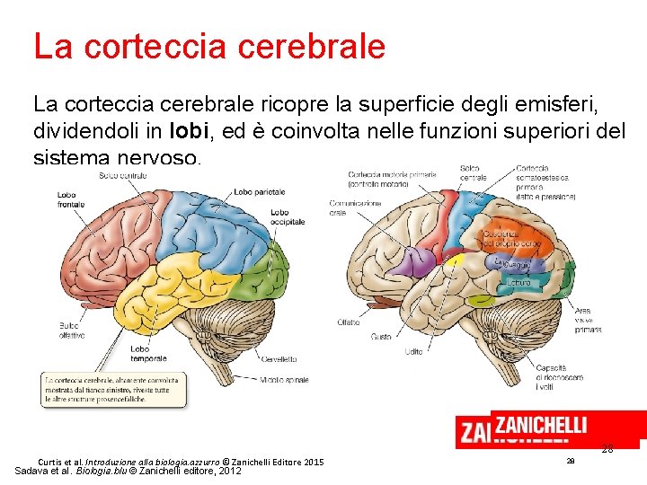 La corteccia cerebrale ricopre la superficie degli emisferi, dividendoli in lobi, ed è coinvolta