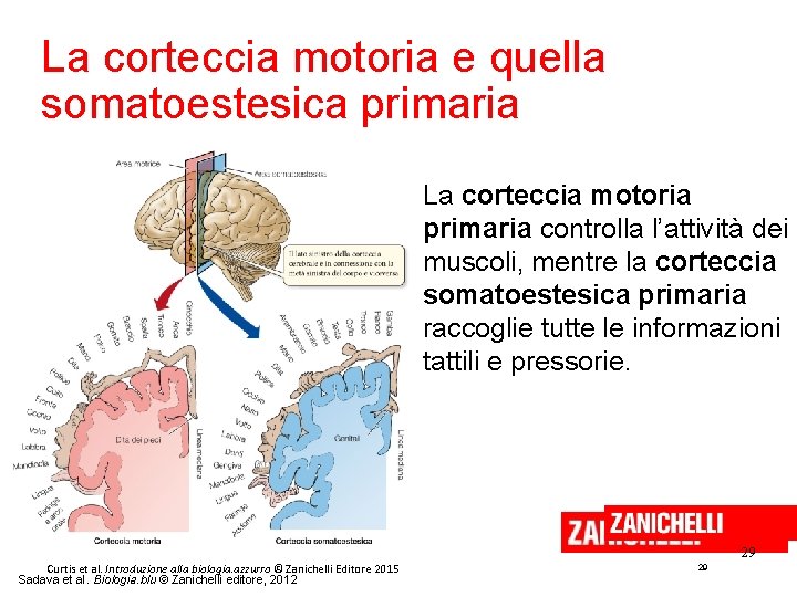 La corteccia motoria e quella somatoestesica primaria La corteccia motoria primaria controlla l’attività dei