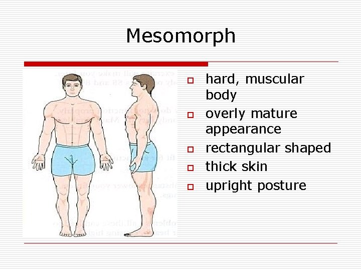 Mesomorph o o o hard, muscular body overly mature appearance rectangular shaped thick skin