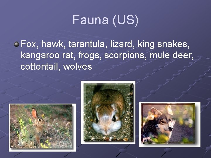 Fauna (US) Fox, hawk, tarantula, lizard, king snakes, kangaroo rat, frogs, scorpions, mule deer,