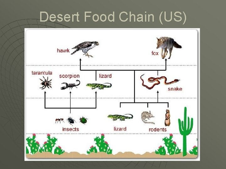 Desert Food Chain (US) 