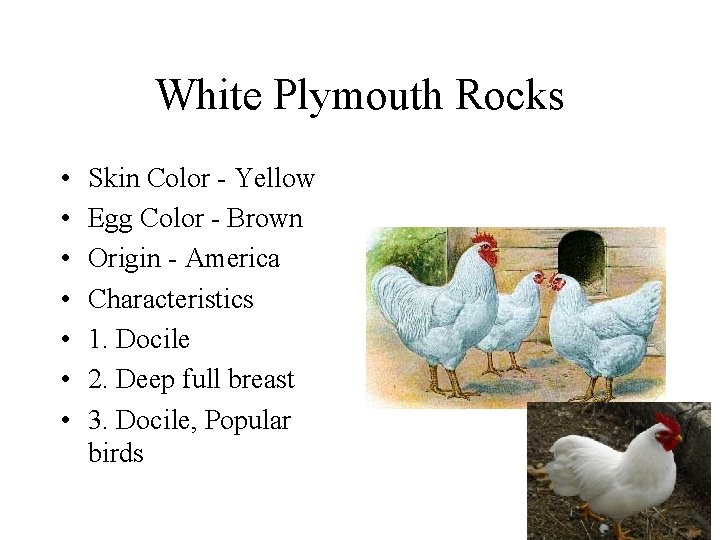 White Plymouth Rocks • • Skin Color - Yellow Egg Color - Brown Origin