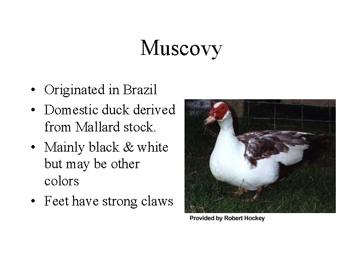 Muscovy • Originated in Brazil • Domestic duck derived from Mallard stock. • Mainly