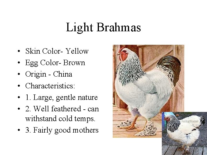 Light Brahmas • • • Skin Color- Yellow Egg Color- Brown Origin - China