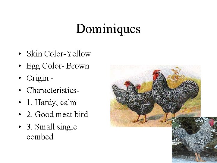 Dominiques • • Skin Color-Yellow Egg Color- Brown Origin Characteristics 1. Hardy, calm 2.