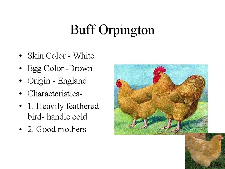 Buff Orpington • • • Skin Color - White Egg Color -Brown Origin -