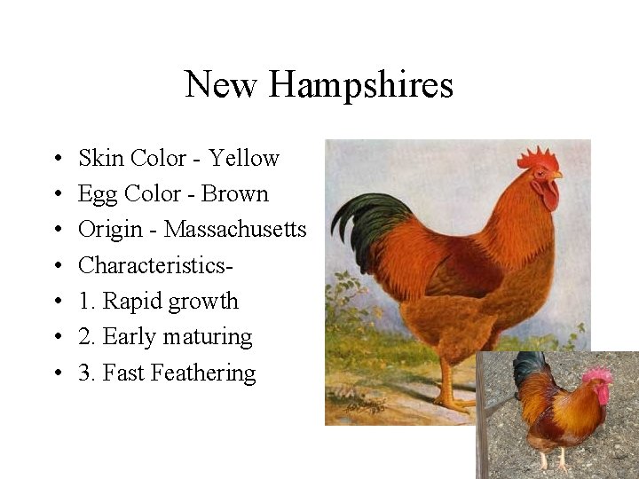 New Hampshires • • Skin Color - Yellow Egg Color - Brown Origin -