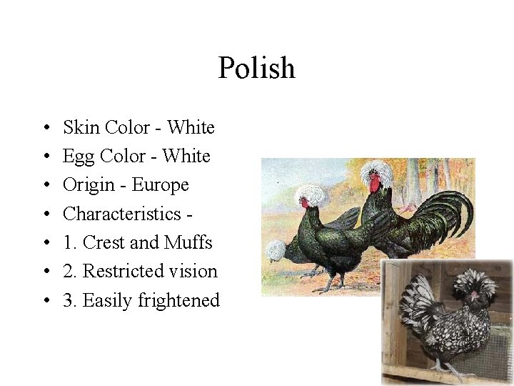 Polish • • Skin Color - White Egg Color - White Origin - Europe