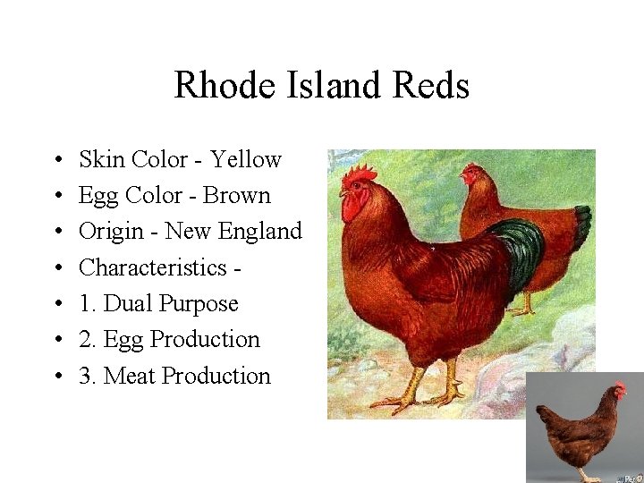 Rhode Island Reds • • Skin Color - Yellow Egg Color - Brown Origin