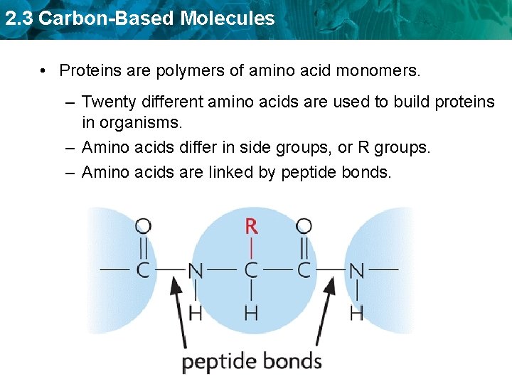 2. 3 Carbon-Based Molecules • Proteins are polymers of amino acid monomers. – Twenty