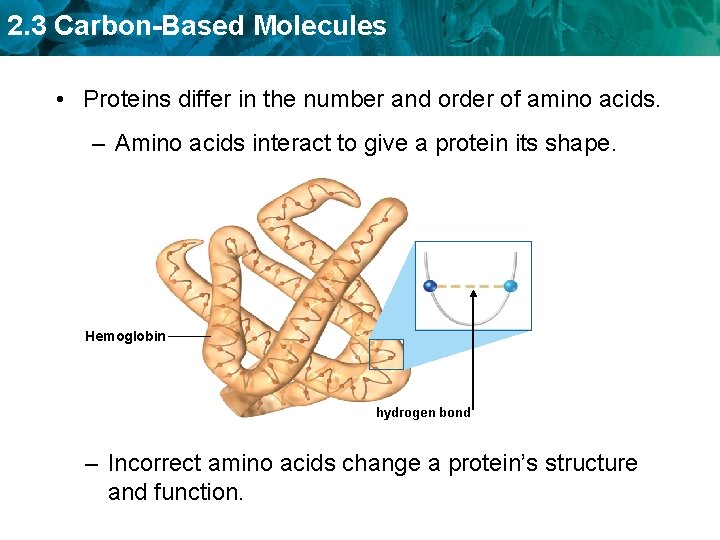 2. 3 Carbon-Based Molecules • Proteins differ in the number and order of amino