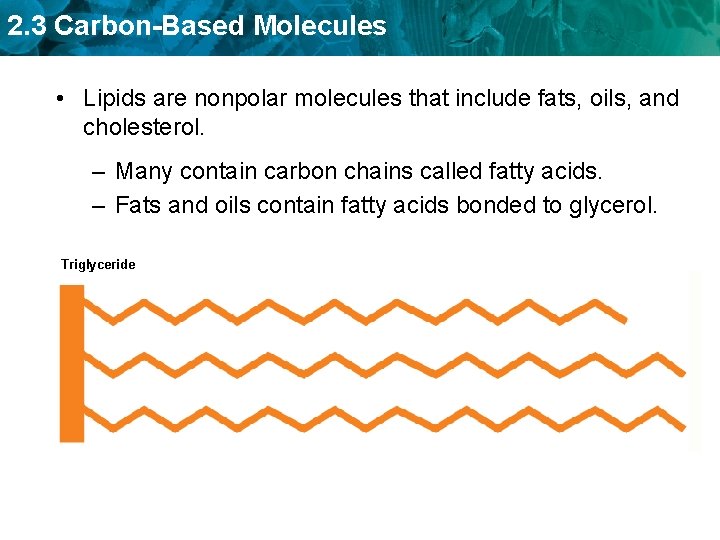 2. 3 Carbon-Based Molecules • Lipids are nonpolar molecules that include fats, oils, and