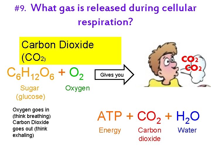 #9. What gas is released during cellular respiration? Carbon Dioxide (CO 2) C 6