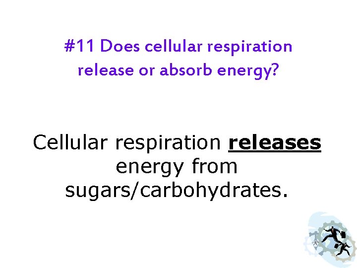 #11 Does cellular respiration release or absorb energy? Cellular respiration releases energy from sugars/carbohydrates.