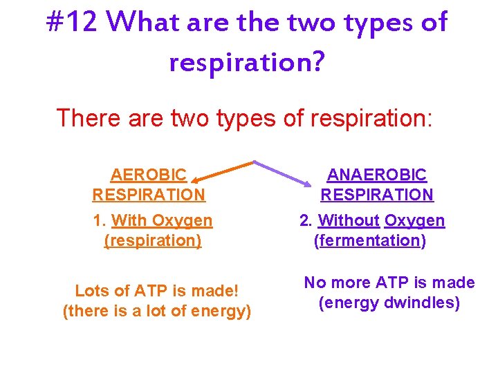 #12 What are the two types of respiration? There are two types of respiration: