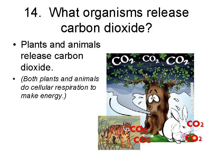 14. What organisms release carbon dioxide? • Plants and animals release carbon dioxide. •