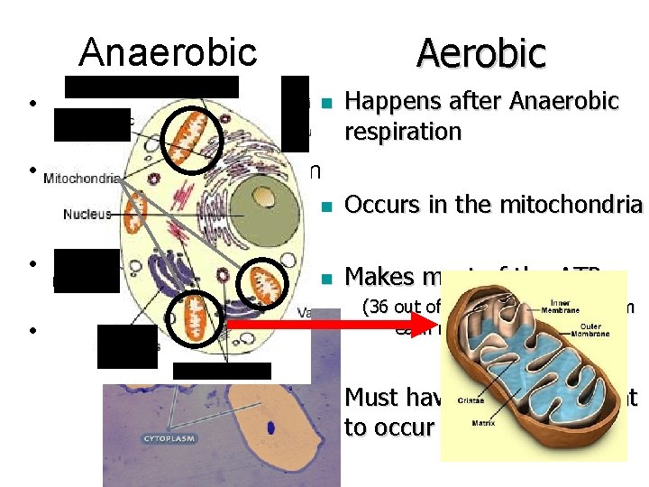 Aerobic Anaerobic • Happens first n Happens after Anaerobic respiration • Occurs in the