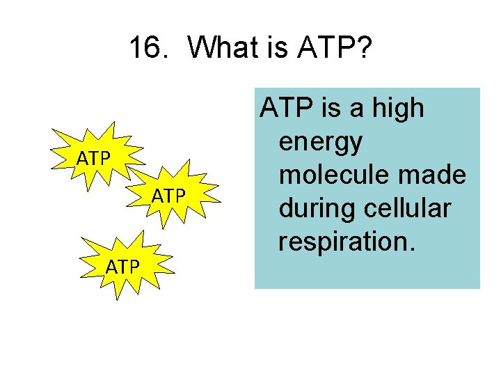 16. What is ATP? ATP ATP is a high energy molecule made during cellular