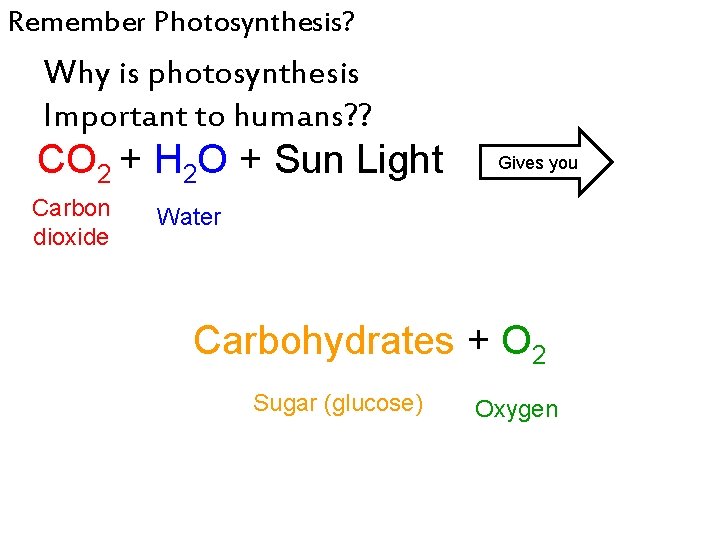 Remember Photosynthesis? Why is photosynthesis Important to humans? ? CO 2 + H 2