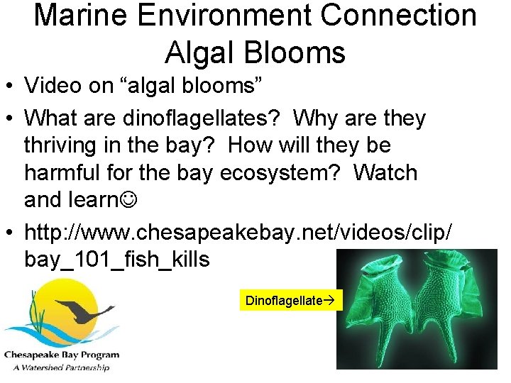 Marine Environment Connection Algal Blooms • Video on “algal blooms” • What are dinoflagellates?
