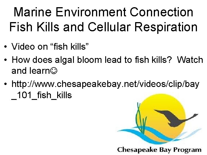 Marine Environment Connection Fish Kills and Cellular Respiration • Video on “fish kills” •