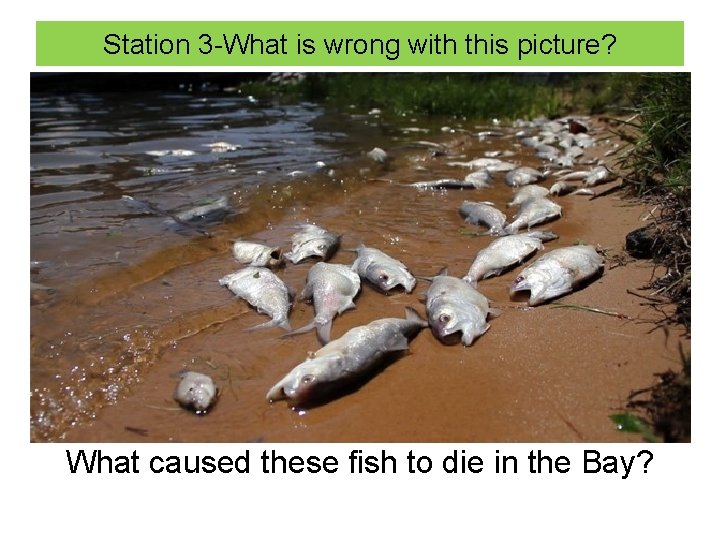 Station 3 -What is wrong with this picture? What caused these fish to die