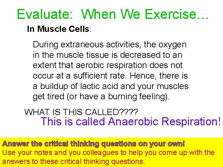 Evaluate: When We Exercise… In Muscle Cells: During extraneous activities, the oxygen in the