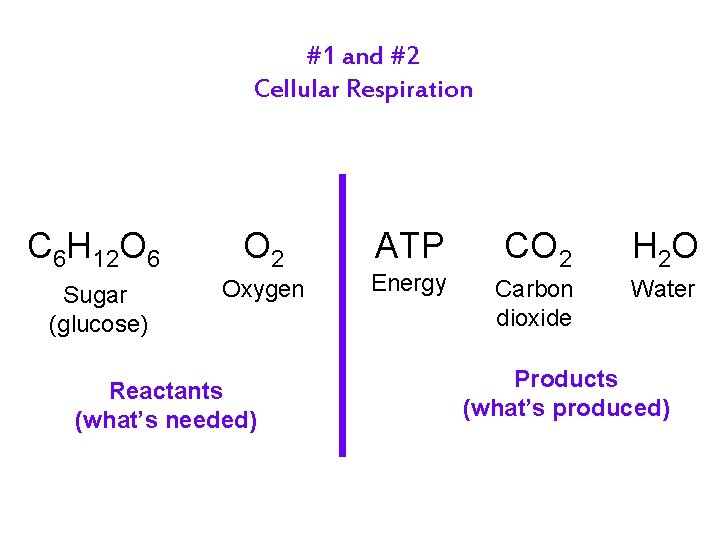 #1 and #2 Cellular Respiration C 6 H 12 O 6 O 2 Sugar