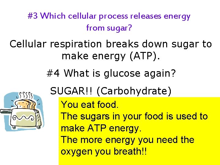 #3 Which cellular process releases energy from sugar? Cellular respiration breaks down sugar to