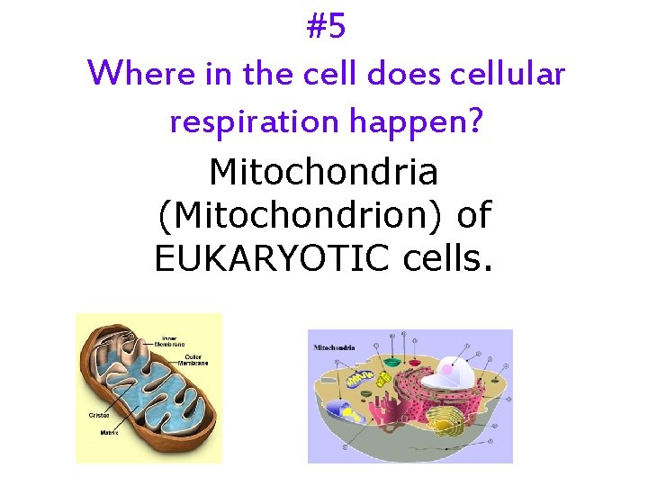 #5 Where in the cell does cellular respiration happen? Mitochondria (Mitochondrion) of EUKARYOTIC cells.