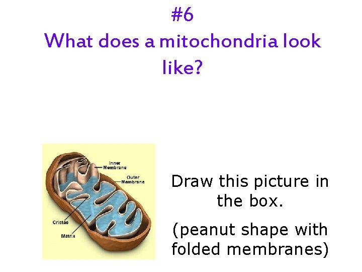 #6 What does a mitochondria look like? Draw this picture in the box. (peanut