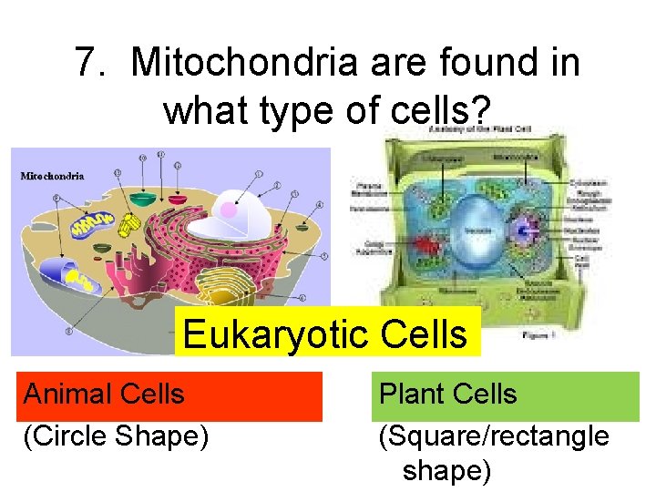 7. Mitochondria are found in what type of cells? Eukaryotic Cells Animal Cells (Circle