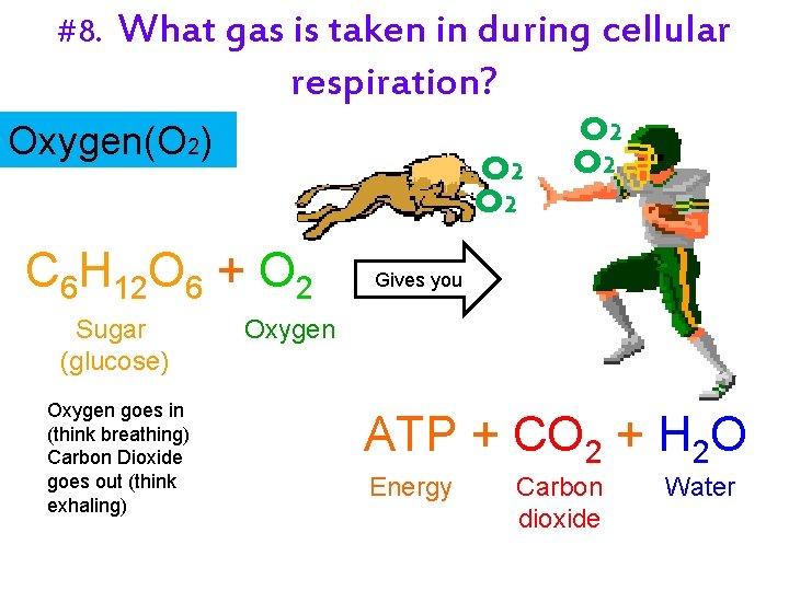 #8. What gas is taken in during cellular respiration? Oxygen(O 2) O 2 C