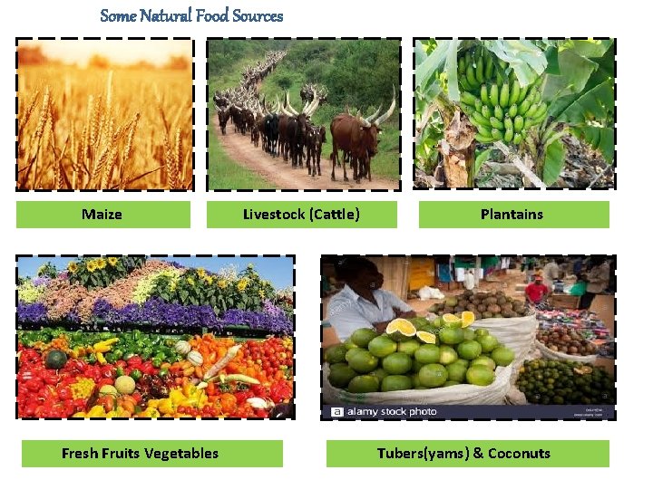 Some Natural Food Sources Maize Fresh Fruits Vegetables Livestock (Cattle) Plantains Tubers(yams) & Coconuts