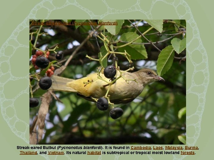 Streak-eared Bulbul (Pycnonotus blanfordi) Streak-eared Bulbul (Pycnonotus blanfordi). It is found in Cambodia, Laos,