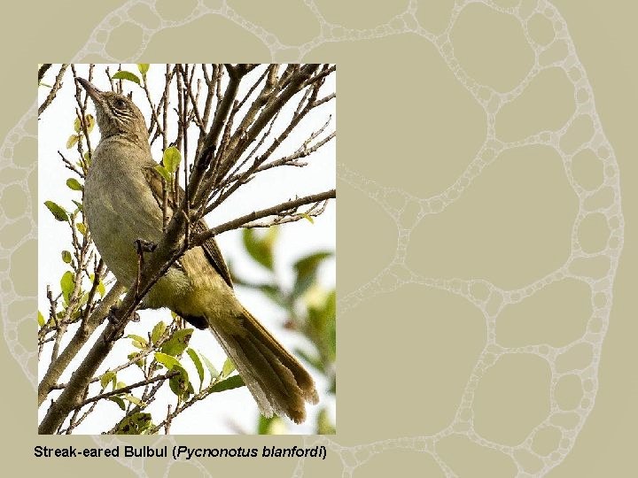 Streak-eared Bulbul (Pycnonotus blanfordi) 