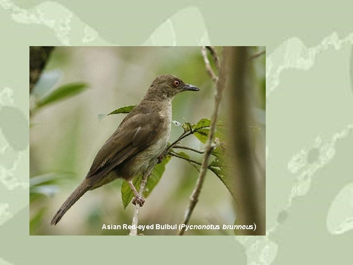 Asian Red-eyed Bulbul (Pycnonotus brunneus) 