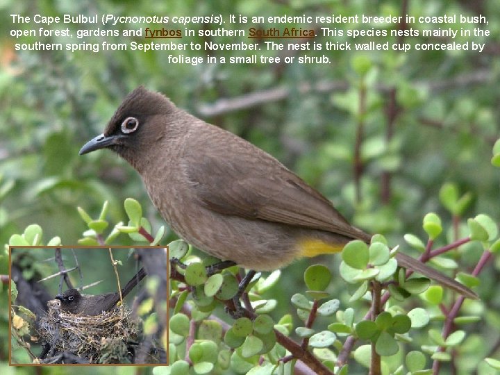 The Cape Bulbul (Pycnonotus capensis). It is an endemic resident breeder in coastal bush,