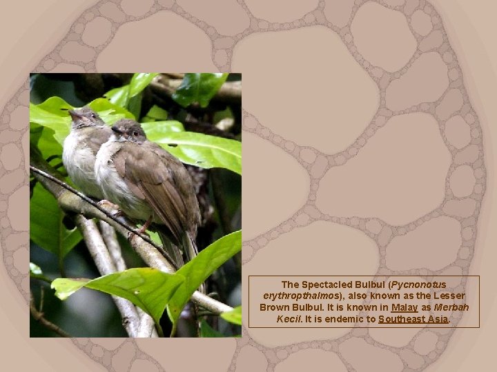The Spectacled Bulbul (Pycnonotus erythropthalmos), also known as the Lesser Brown Bulbul. It is