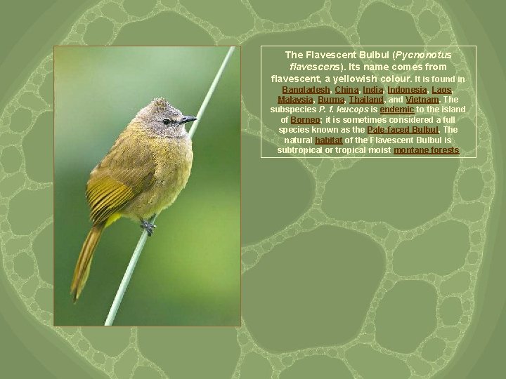 The Flavescent Bulbul (Pycnonotus flavescens). Its name comes from flavescent, a yellowish colour. It