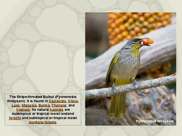 The Stripe-throated Bulbul (Pycnonotus finlaysoni). It is found in Cambodia, China, Laos, Malaysia, Burma,