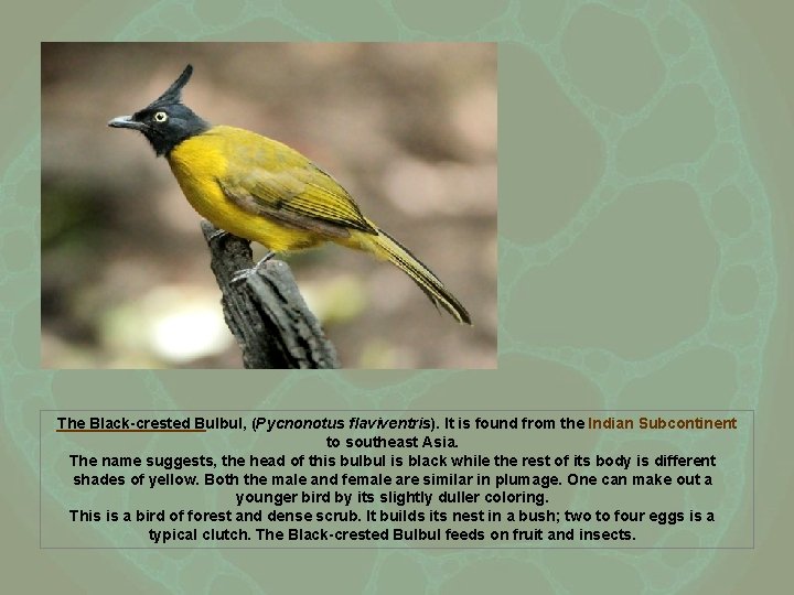 The Black-crested Bulbul, (Pycnonotus flaviventris). It is found from the Indian Subcontinent to southeast