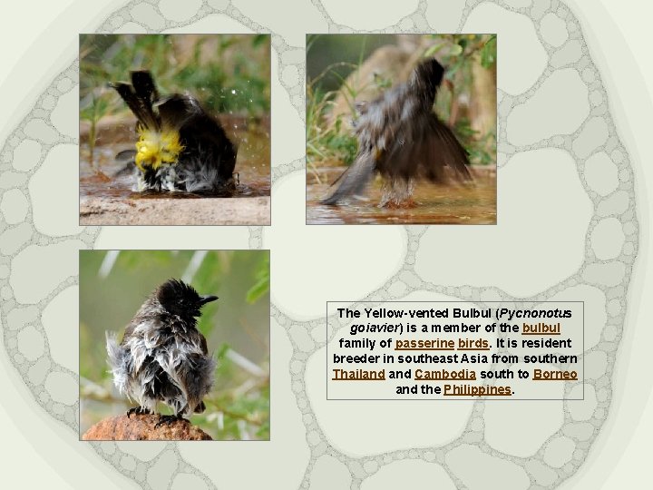 The Yellow-vented Bulbul (Pycnonotus goiavier) is a member of the bulbul family of passerine