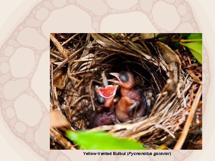 Yellow-Vented Bulbul (Pycnonotus goiavier) 