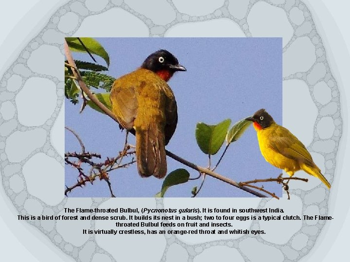 The Flame-throated Bulbul, ( Pycnonotus gularis). It is found in southwest India. This is