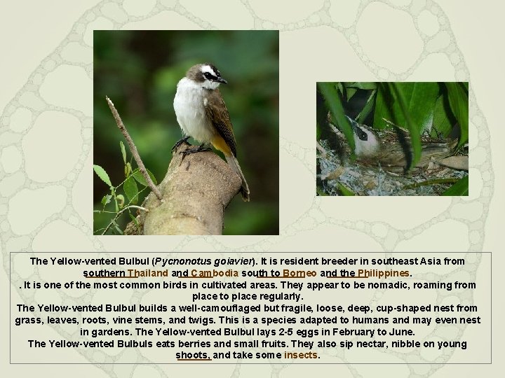 The Yellow-vented Bulbul (Pycnonotus goiavier). It is resident breeder in southeast Asia from southern