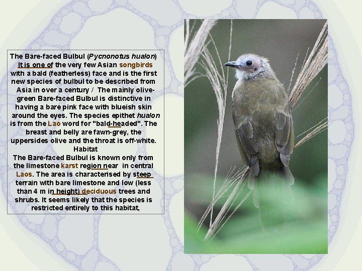 The Bare-faced Bulbul (Pycnonotus hualon) It is one of the very few Asian songbirds