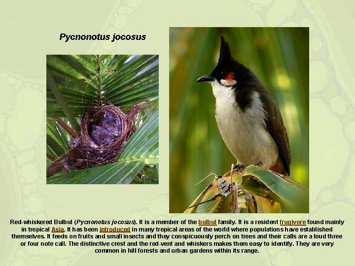 Pycnonotus jocosus Red-whiskered Bulbul (Pycnonotus jocosus). It is a member of the bulbul family.