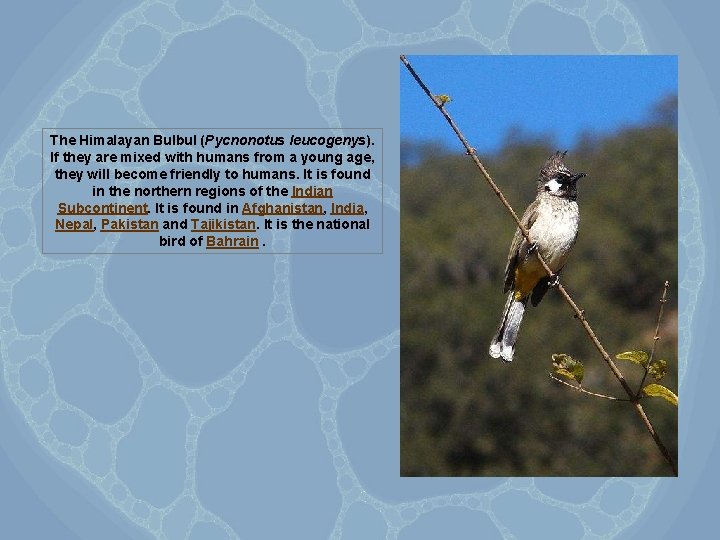 The Himalayan Bulbul (Pycnonotus leucogenys). If they are mixed with humans from a young